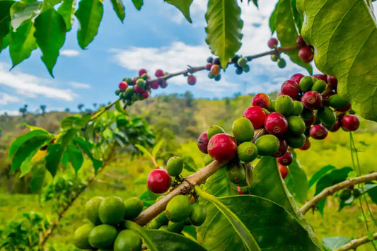 Vom Feld in die Tasse: Warum Single Estate Kaffee den Unterschied macht